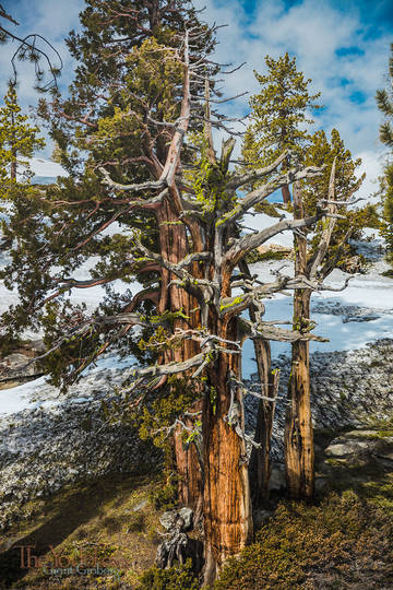 Sierra Juniper