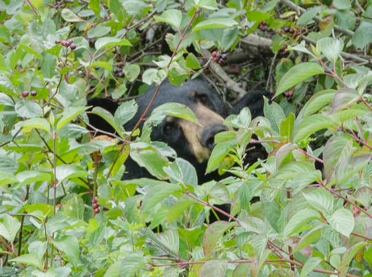 Hungry Black Bear