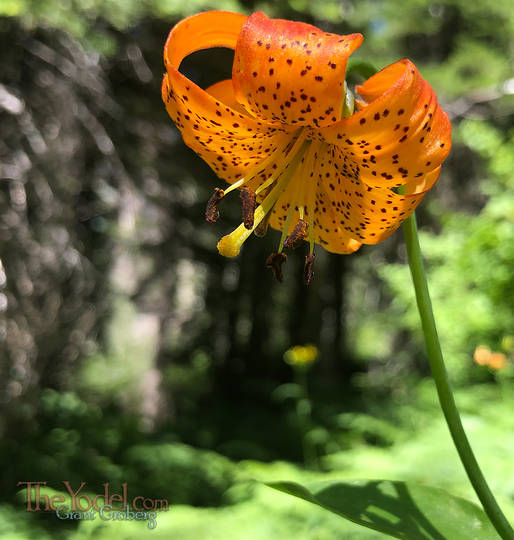 Wild Lilly