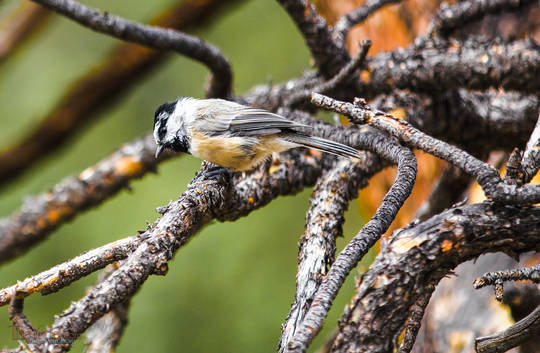 Mountain Chickadee