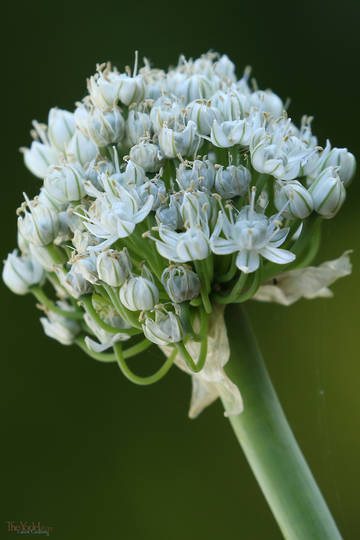 Onion Flower