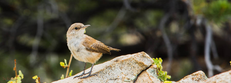 Curious Wren