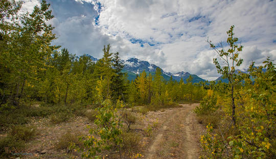 Alaskan Backroad