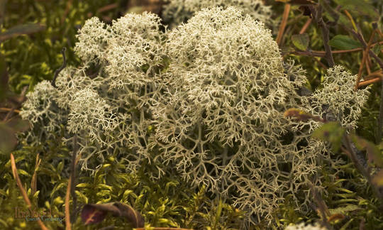 Lots of moss and lichen