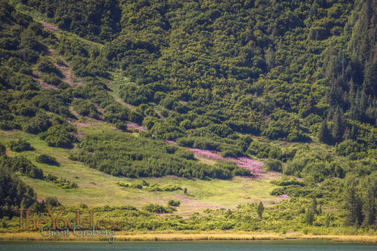 Magenta Wildflowers