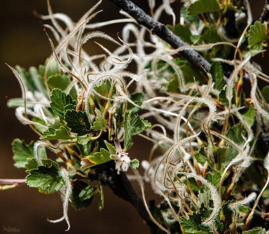 Mountain Mahogany