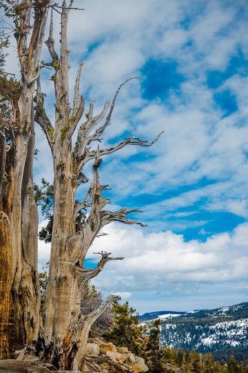 Dead Sierra Juniper