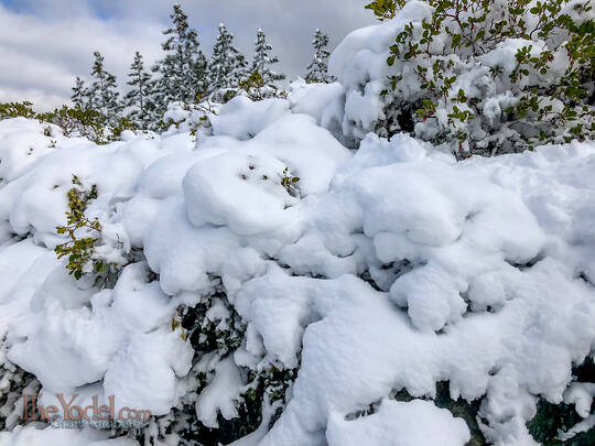 Plush Shrubs