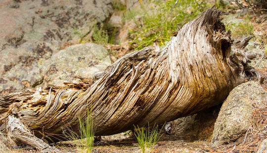 Twisty Log