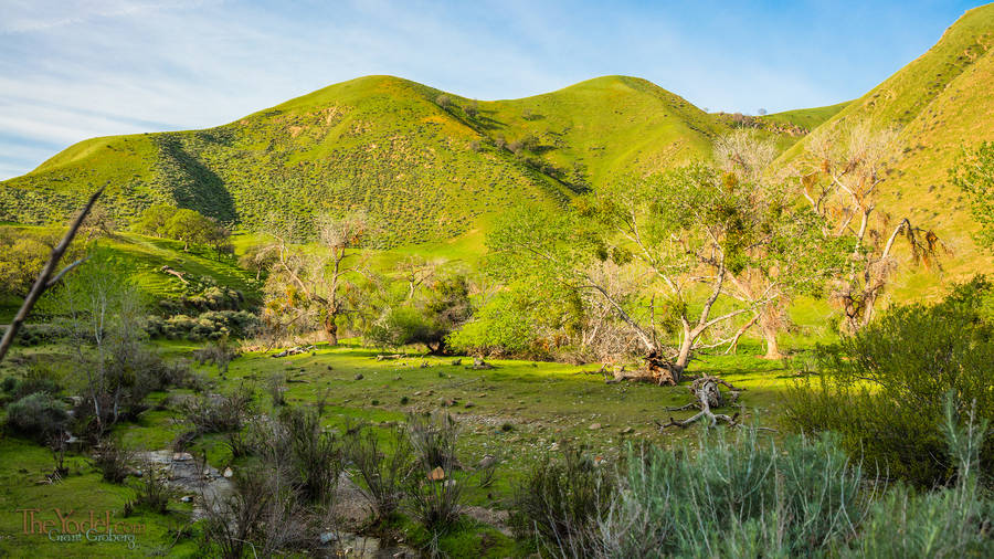 Birdsongs near Patterson California