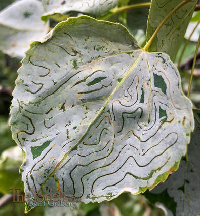 Leaf Labyrinth