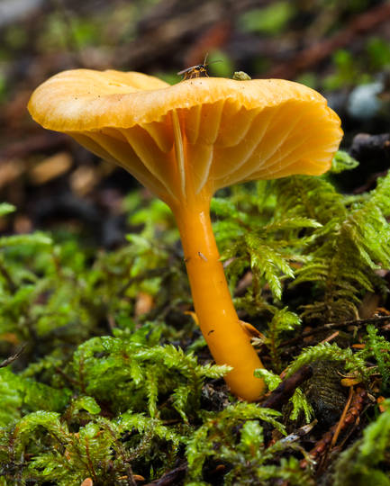 Orange Mushroom