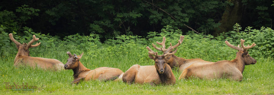 Roosevelt Elk