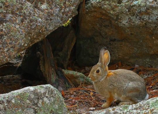 all about the bunnies