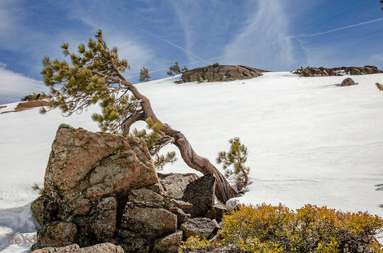 Twisting Jeffrey Pine