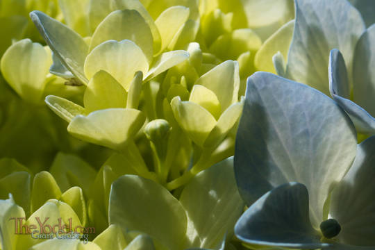 Hydrangea Petals