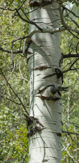 Birch Trunk