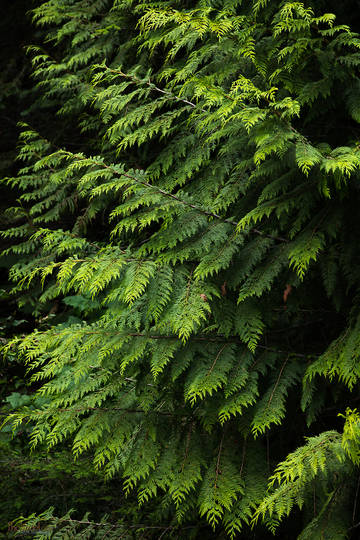 Western Red Cedar Tree