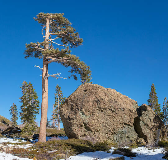 Big Tree. Big Rock