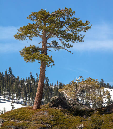 Jeffrey Pine