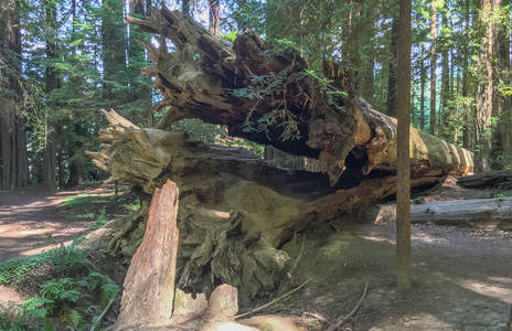 Fallen Redwood