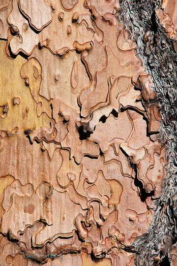 Ponderosa Pine