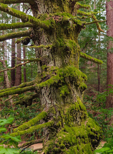 Ancient Fir Tree