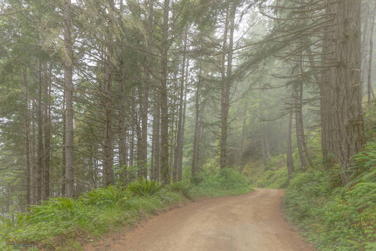 Fir Trees in the Fog