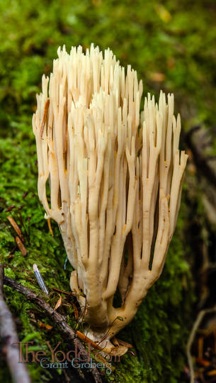 Coral Mushroom