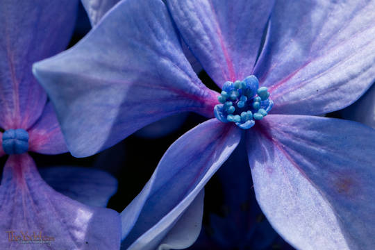 Hydrangea Flower