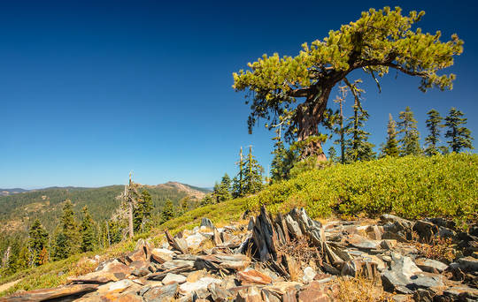 Wind-Sculpted Pine