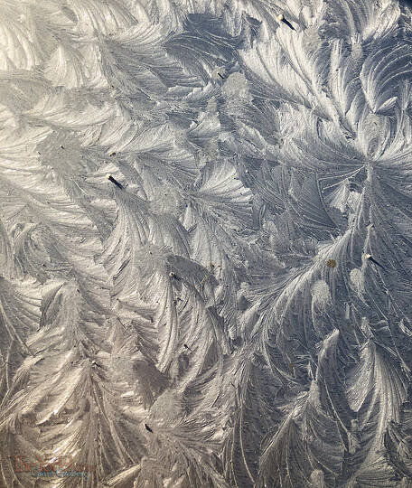 Feathered Ice