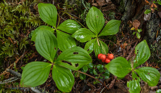 Bunchberry