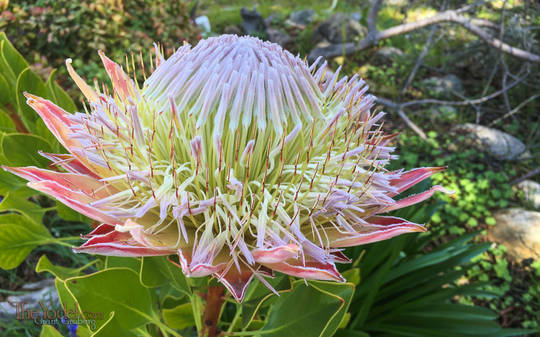 Protea Flower