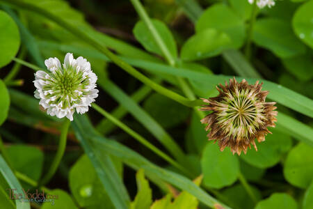 Clover old and new