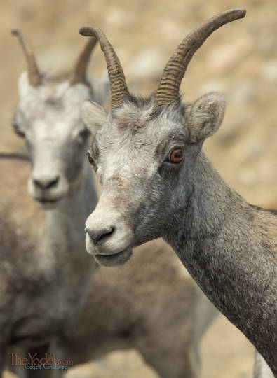 Mountain Sheep