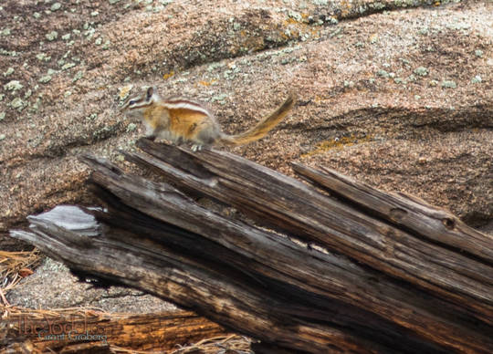 Angry Chipmunk