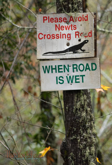 Newt Crossing