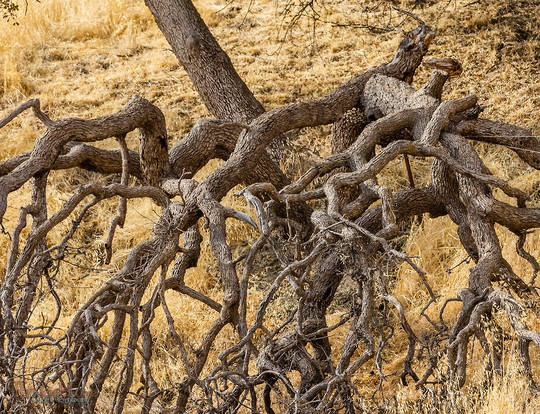 Wiggly Oak Branches