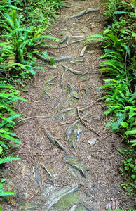 Woven Redwood Tree Roots