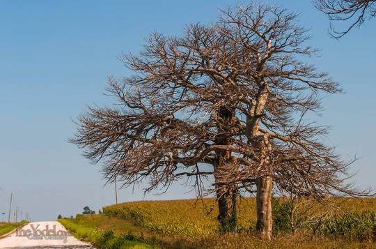 Iowa Trees