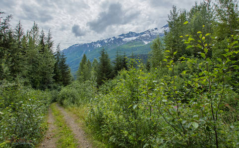 Alaskan Backroad