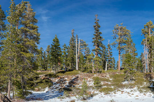 Blue Sky and Pine Trees