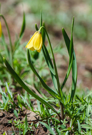 Yellow Wildflowers