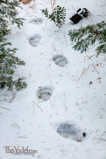 Bear Prints