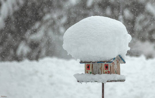 Snow Hat