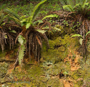 Roadside Moss & ferns