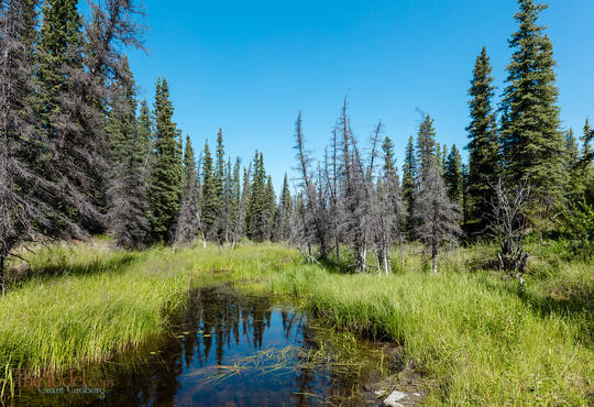 Idillic Alaskan Tundra