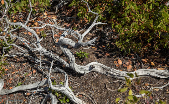 Manzanita