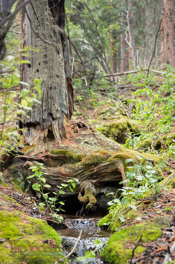 Mountain Rivulet